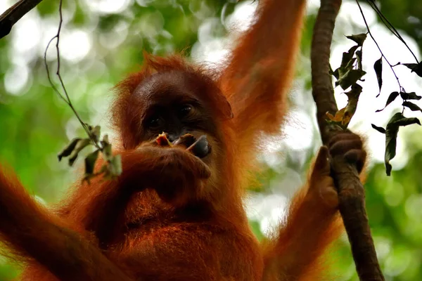 Szumátrai orángután kölyök a Gunung Leuser Nemzeti Parkban — Stock Fotó