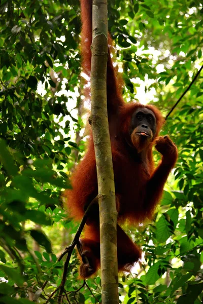 Szumátrai orángután nő a Gunung Leuser Nemzeti Parkban — Stock Fotó