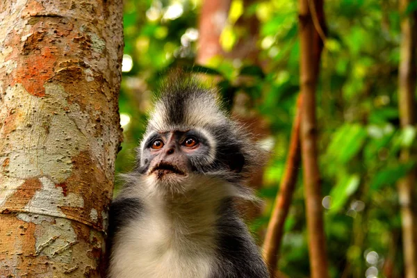 Κλείσιμο της μαϊμούς φύλλα thomas στο Εθνικό Πάρκο Gunung Leuser — Φωτογραφία Αρχείου
