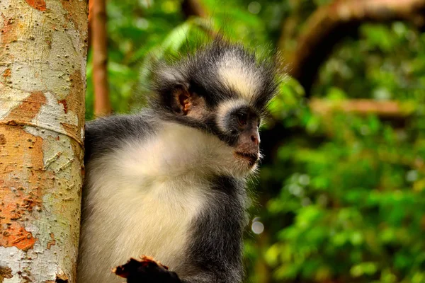 Primer plano del mono de hoja de Thomas en el Parque Nacional Gunung Leuser — Foto de Stock