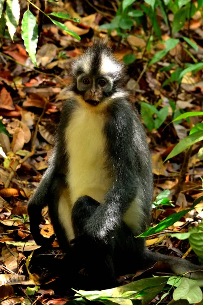 Közelkép a Thomas levél majom a Gunung Leuser Nemzeti Park — Stock Fotó