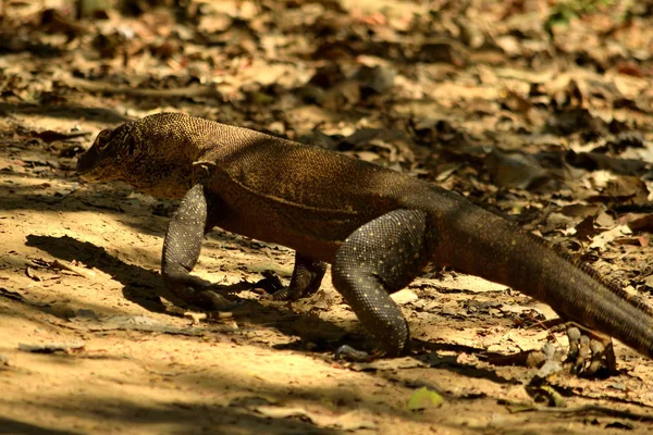 Primer plano de un dragón komodo en el Parque Nacional Komodo — Foto de Stock