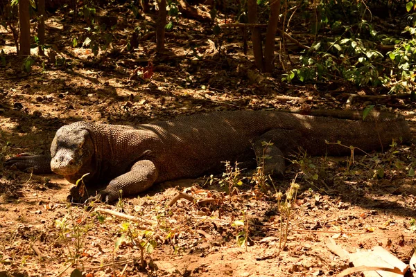 Detailní záběr komoda draka v Národním parku Komodo — Stock fotografie