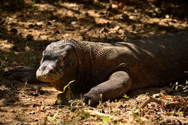 Komodo Ulusal Parkı 'nda bir komodo ejderhasının yakın çekimi.