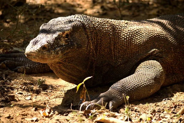 Detailní záběr komoda draka v Národním parku Komodo — Stock fotografie