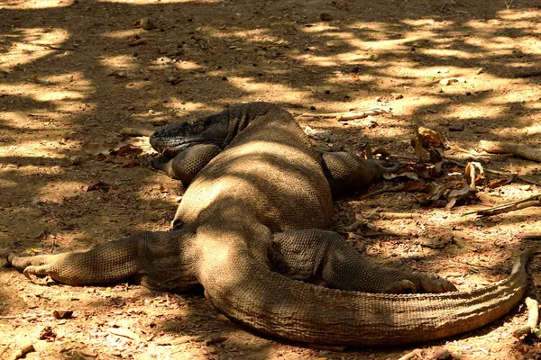 Primer plano de un dragón komodo en el Parque Nacional Komodo — Foto de Stock