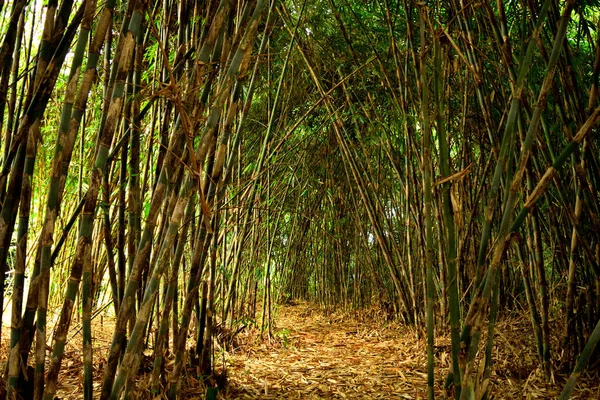 Vista del bosque de bambú en Bali — Foto de Stock