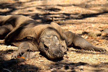 Endonezya 'daki Komodo Ulusal Parkı' nda bir komodo ejderhasının yakın çekimi.