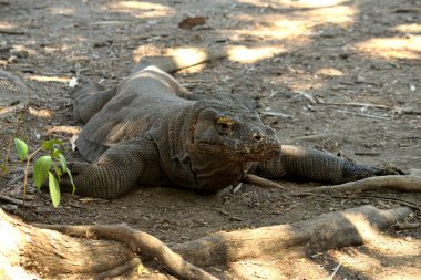 Endonezya 'daki Komodo Ulusal Parkı' nda bir komodo ejderhasının yakın çekimi.