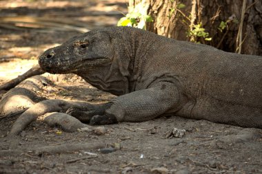 Endonezya 'daki Komodo Ulusal Parkı' nda bir komodo ejderhasının yakın çekimi.