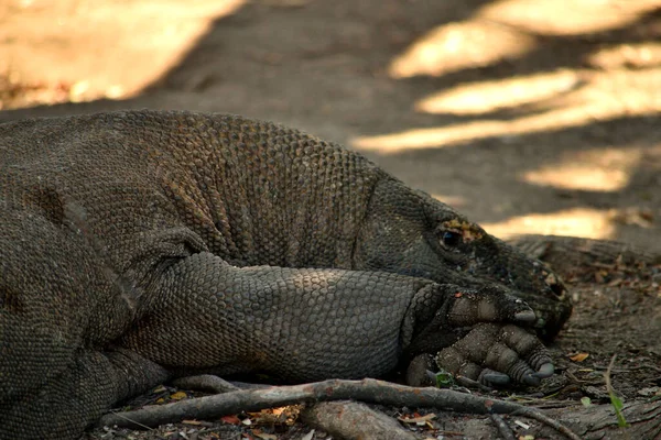 Primer Plano Dragón Komodo Parque Nacional Komodo Indonesia — Foto de Stock