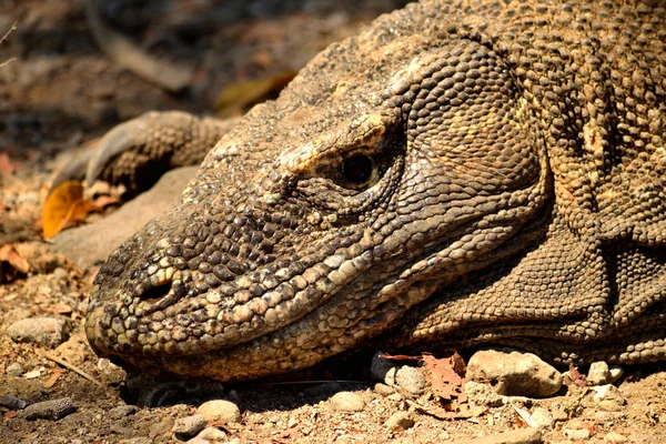 Primer Plano Dragón Komodo Parque Nacional Komodo Indonesia — Foto de Stock