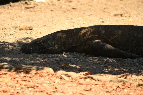 Zbliżenie Smoka Komodo Parku Narodowym Komodo Indonezja — Zdjęcie stockowe