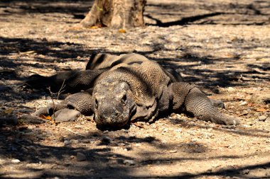 Komodo Ulusal Parkı 'nda bir komodo ejderhasının yakın çekimi.