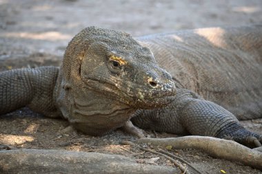 Komodo Ulusal Parkı 'nda bir komodo ejderhasının yakın çekimi.