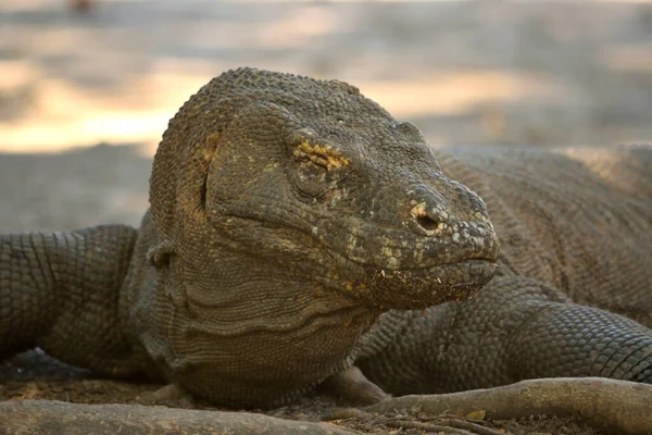 Primer Plano Dragón Komodo Parque Nacional Komodo Indonesia — Foto de Stock