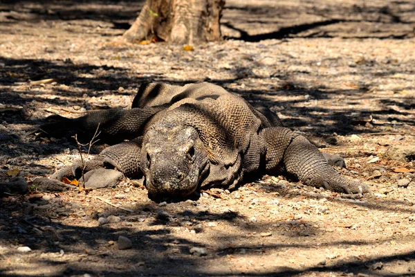 Detailní záběr komoda draka v Národním parku Komodo — Stock fotografie