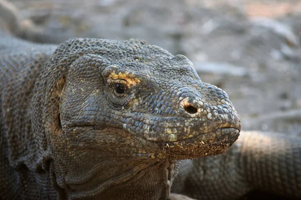 Primer plano de un dragón komodo en el Parque Nacional Komodo — Foto de Stock