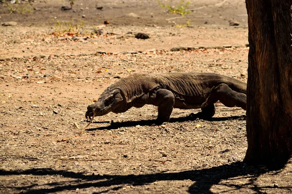 Primer plano de un dragón komodo en el Parque Nacional Komodo — Foto de Stock