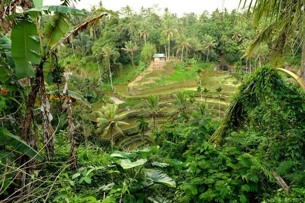 Tegallalang Bali Nin Güzel Pirinç Tarlalarının Manzarası — Stok fotoğraf