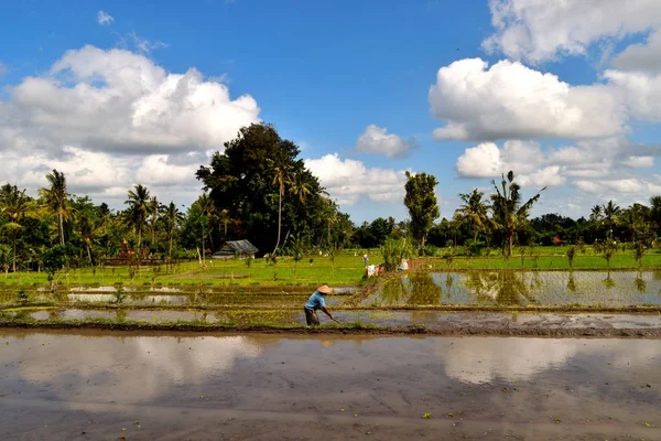 Csodálatos kilátás nyílik a gyönyörű teraszos rizsföldekre — Stock Fotó