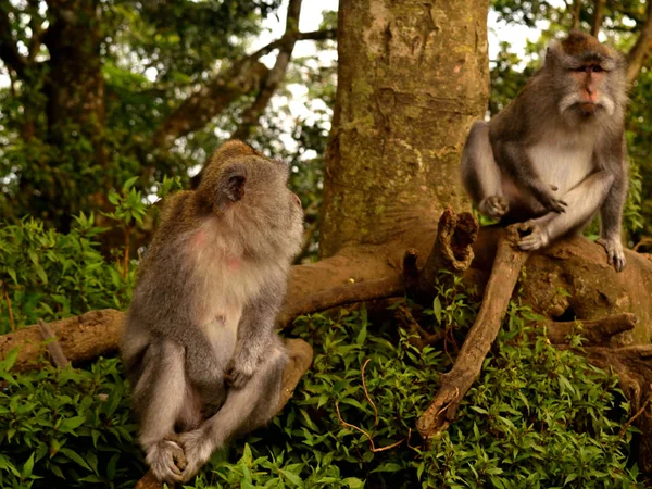 Δύο Μακάκους Java Που Κάθονται Στο Δάσος Μπαλί — Φωτογραφία Αρχείου