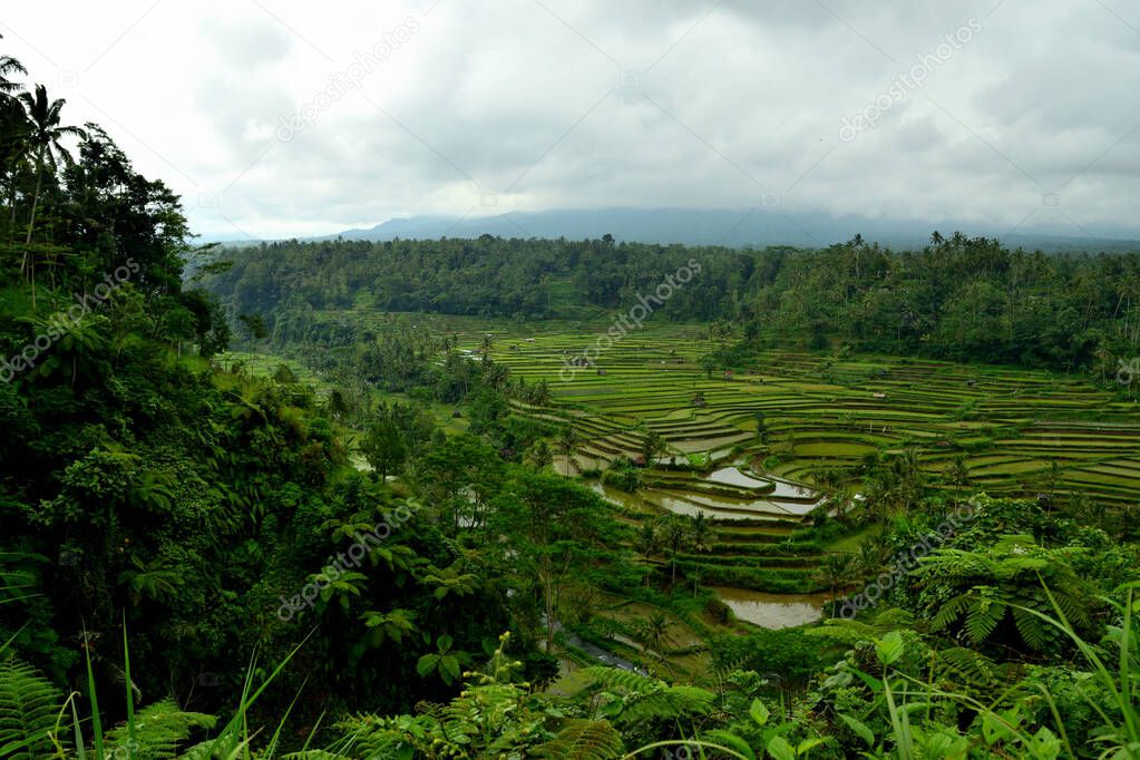 Amazing view of the beautiful terraced rice fields