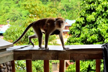 Uzun kuyruklu bir maymun ve yavrusu Gunung Leuser Ulusal Parkı 'nda, Sumatra