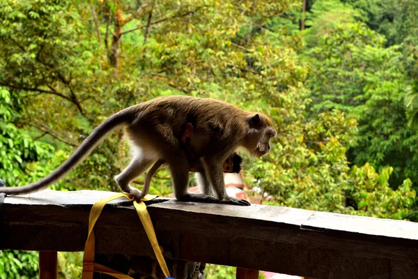 Długi Ogon Makaka Jego Młode Parku Narodowym Gunung Leuser Sumatra — Zdjęcie stockowe