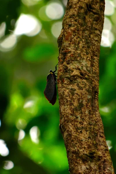 Hermoso Planthopper Selva Del Parque Nacional Gunung Leuser Indonesia — Foto de Stock
