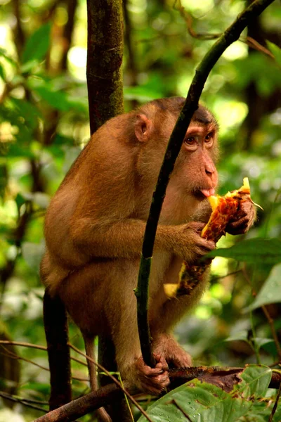 Ένας Μακάκος Τρώει Στη Ζούγκλα Του Εθνικού Πάρκου Gunung Leuser — Φωτογραφία Αρχείου