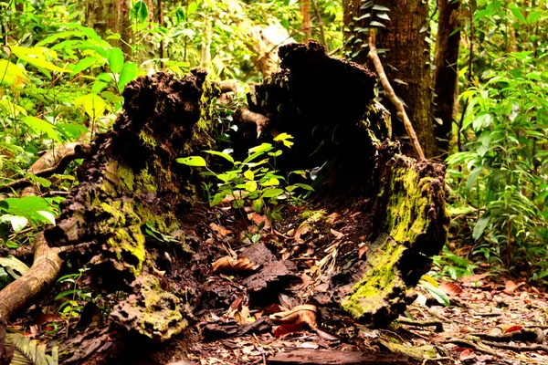 Vista Enorme Tronco Hueco Selva Del Parque Nacional Gunung Leuser — Foto de Stock