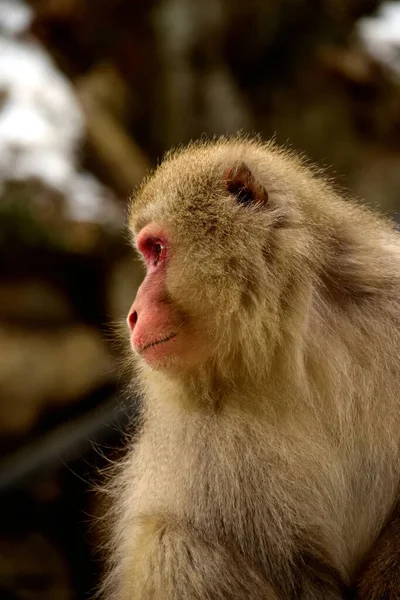 Primer Plano Macaco Japonés Durante Temporada Invierno Jigokudani — Foto de Stock
