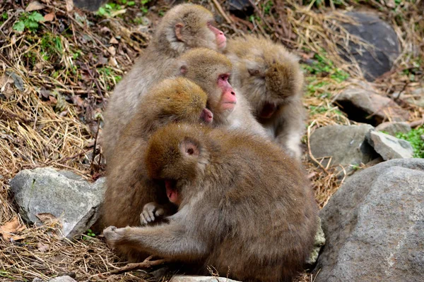 Close Pequeno Grupo Macacos Japoneses Durante Temporada Inverno Jigokudani — Fotografia de Stock