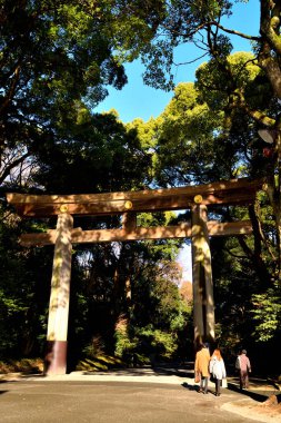 Tokyo 'daki Meiji Jingu Shinto Tapınağı' nın büyük gövdesinden birine yakın çekim.