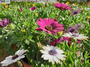 Bahar için güzel papatya çiçeklerinin yakın çekimi.