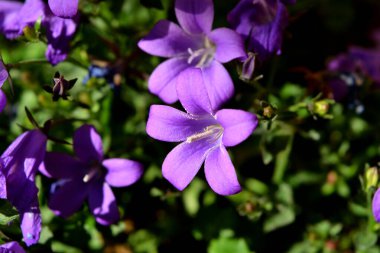 Güzel mor dalmaçyalı çan çiçeğinin yakın çekimi.