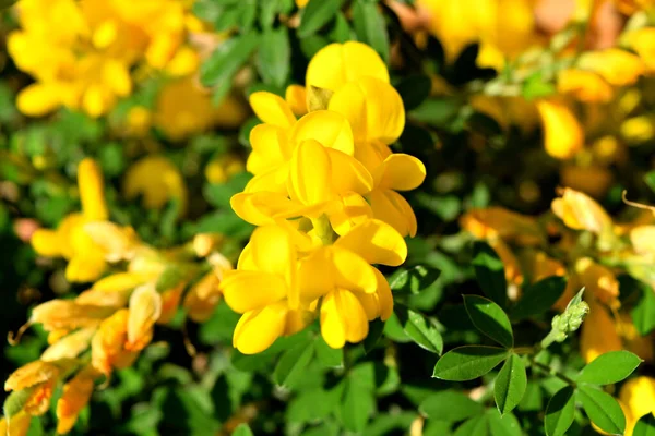 Gros Plan Des Belles Fleurs Genista Jaune — Photo