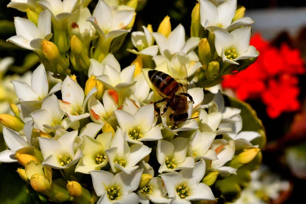 Bir Arı Çiçeğin Üzerinde Oturur Bahar Boyunca Nektarla Beslenir — Stok fotoğraf