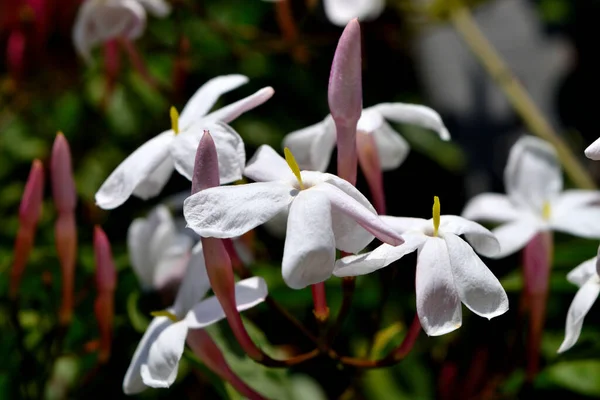 Eine Nahaufnahme Schöner Frisch Blühender Jasminblüten — Stockfoto