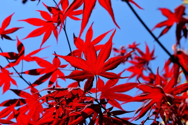 Zbliżenie Czerwonych Liści Świeżo Wyhodowanego Japońskiego Acer Palmatum Oświetlone Wiosennym — Zdjęcie stockowe