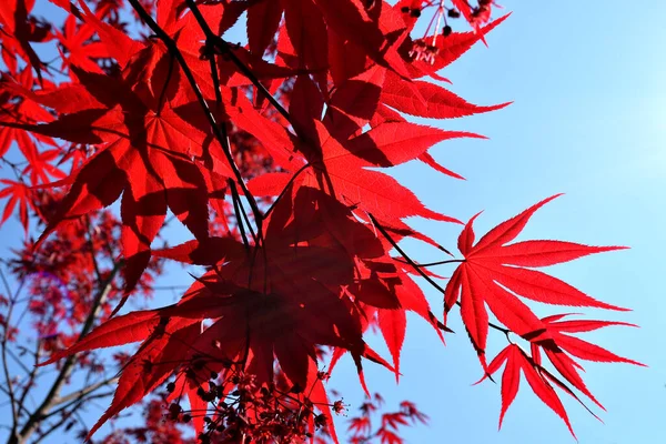 Zbliżenie Czerwonych Liści Świeżo Wyhodowanego Japońskiego Acer Palmatum Oświetlone Wiosennym — Zdjęcie stockowe