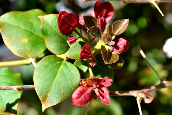 Een Close Van Vers Bloeiende Bougainvillea Bloemen Verlicht Door Lentezon — Stockfoto