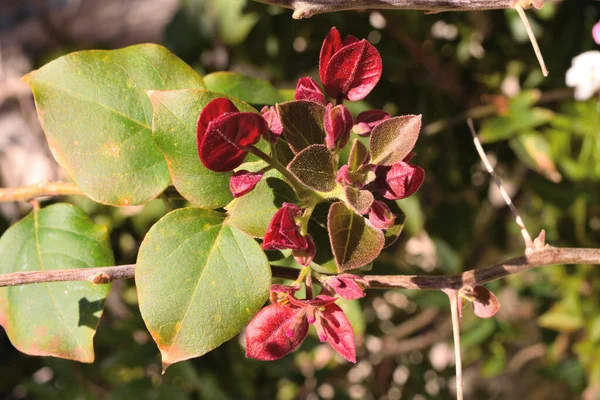 Närbild Nyblommade Bougainvillea Blommor Upplyst Vårsolen — Stockfoto