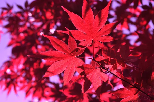 在春日的照耀下 新鲜发芽的日本酸棕榈红叶的遮掩 — 图库照片