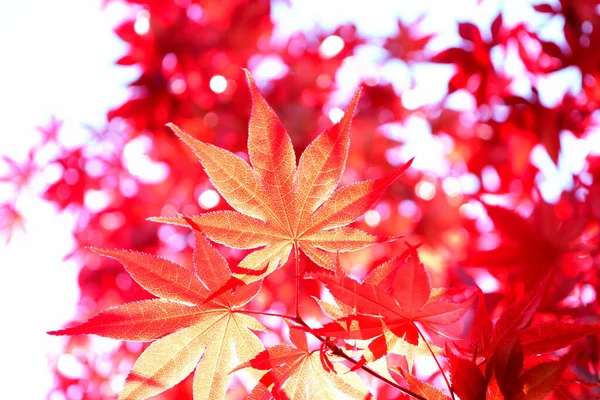 Zbliżenie Czerwonych Liści Świeżo Wyhodowanego Japońskiego Acer Palmatum Oświetlone Wiosennym — Zdjęcie stockowe