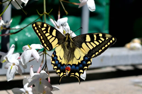Крупный План Удивительной Бабочки Папильо Мачаон Время Кормления Нектаром Цветов — стоковое фото