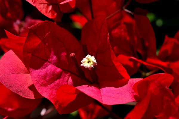Bahar Güneşi Tarafından Aydınlatılan Taze Çiçek Açmış Begonvillerin Yakın Çekimi — Stok fotoğraf