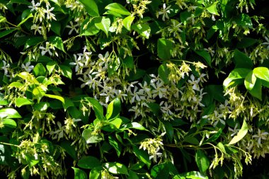 Yeni çiçek açmış trakeosperma annesi Jasminoides 'in bahar güneşiyle aydınlanan yakın çekimi.