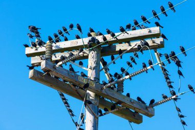 Yüksek voltajlı elektrik hatlarında oturan siyah kuş sürüsü.